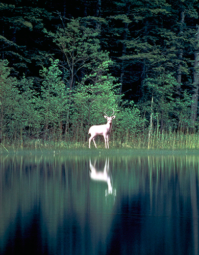 Legend of the White Deer“Hakushika”