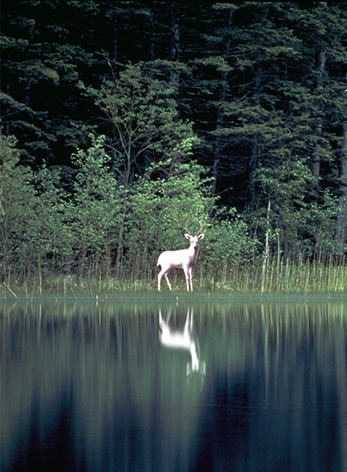 Legend of the White Deer“Hakushika”